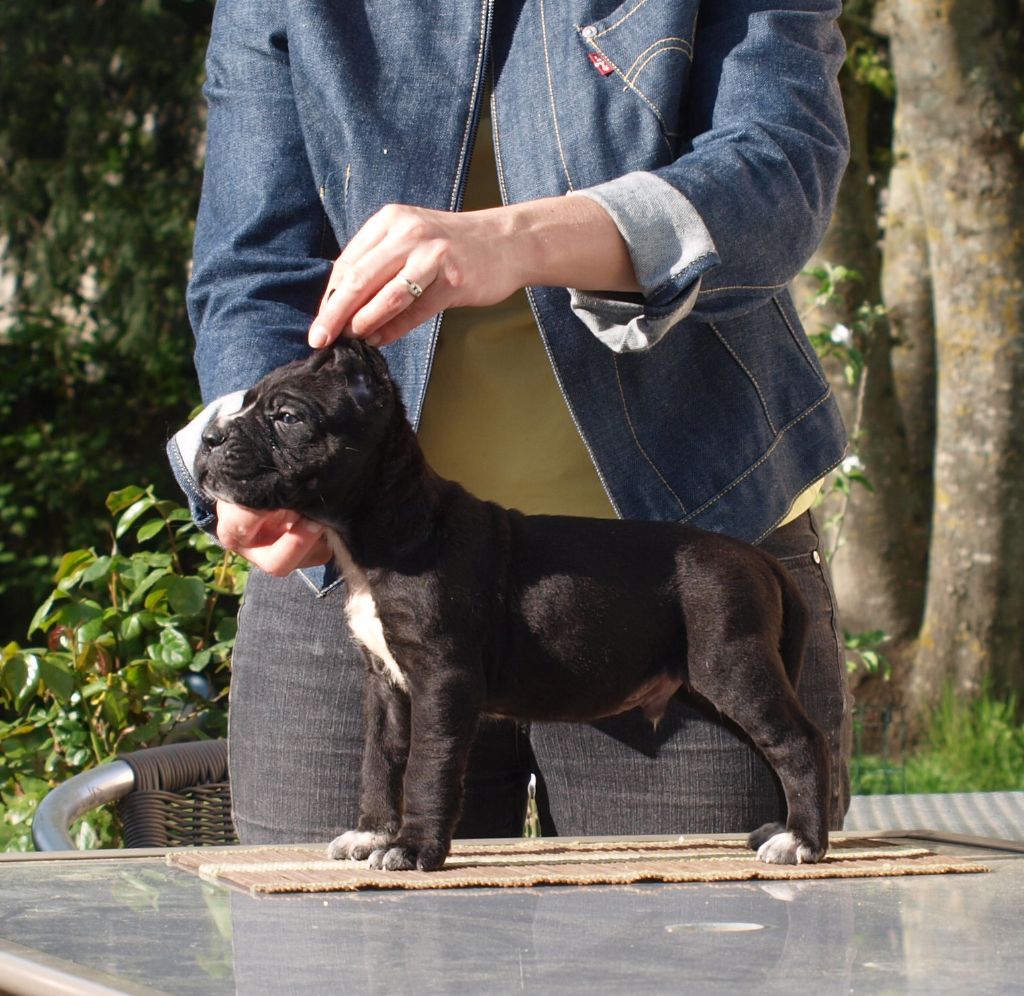 From Russians Traditions - Chiot disponible  - Cane Corso