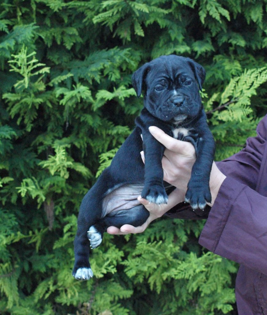 From Russians Traditions - Chiot disponible  - Cane Corso