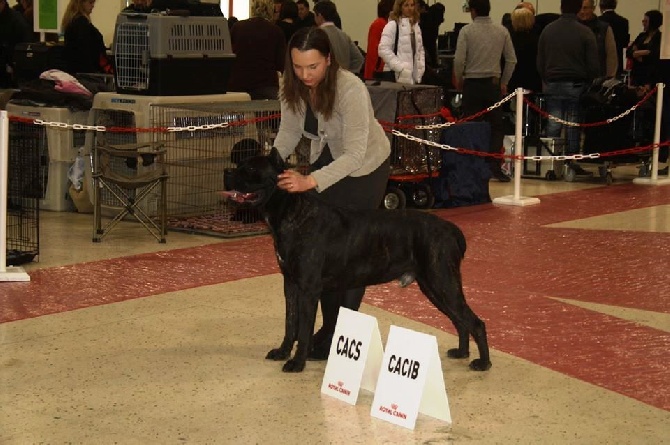 From Russians Traditions - Expo a Troyes 07.02.15. CAC CACIB Special de Race!