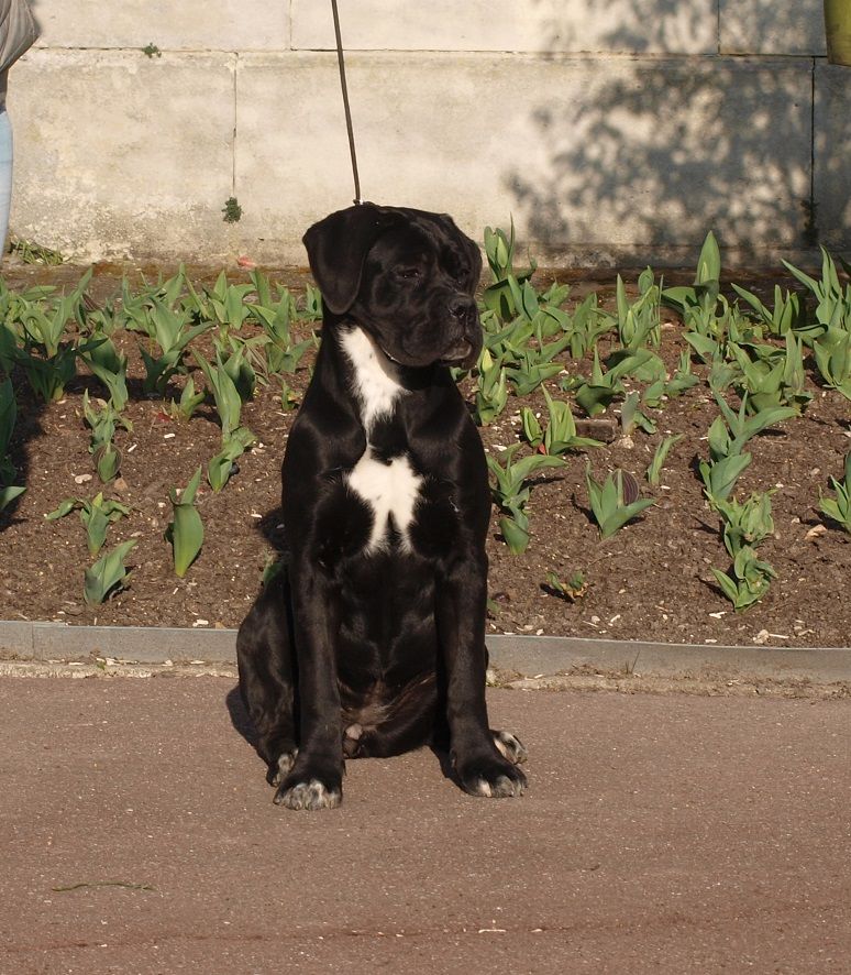 Strelka-belka From Russians Traditions