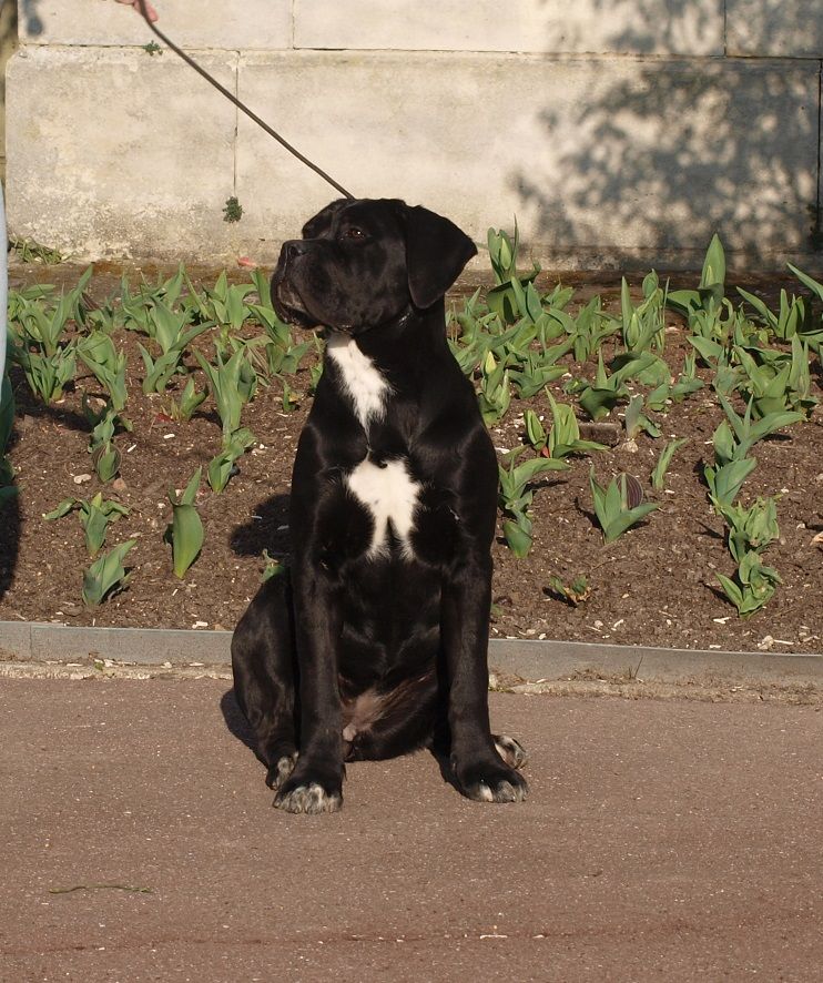 Strelka-belka From Russians Traditions