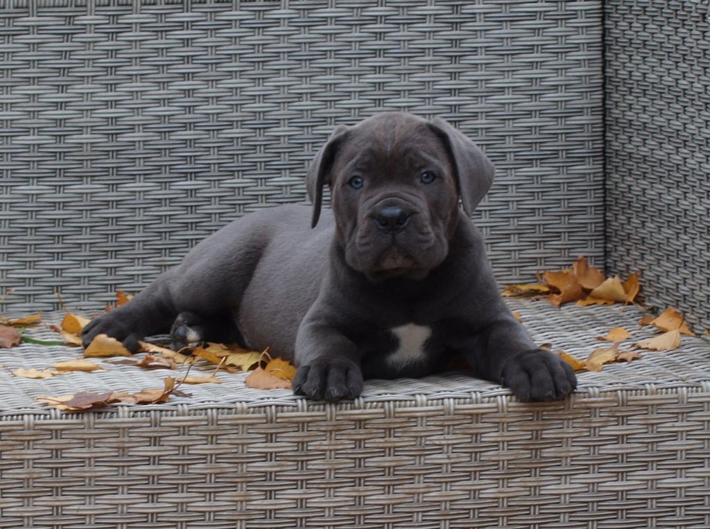 From Russians Traditions - Chiot disponible  - Cane Corso