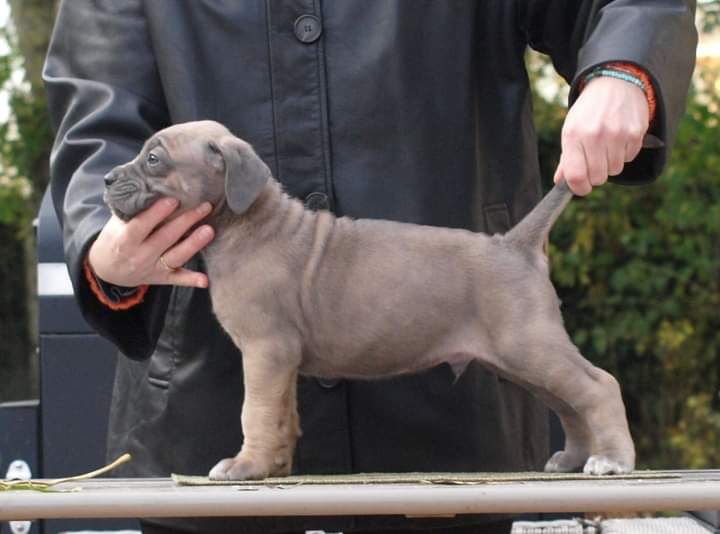 From Russians Traditions - Chiot disponible  - Cane Corso