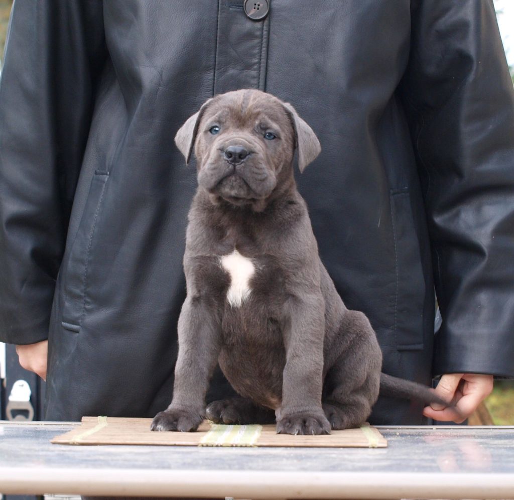 From Russians Traditions - Chiot disponible  - Cane Corso