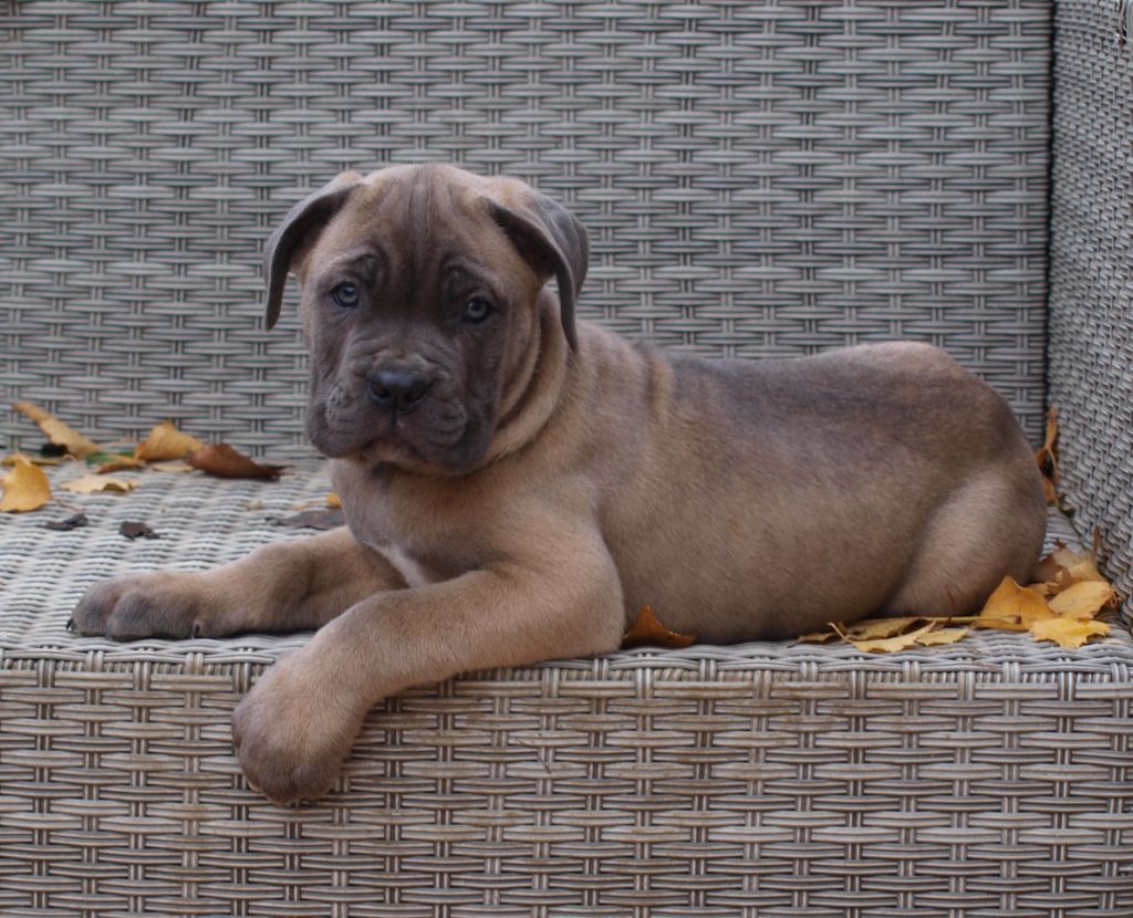 From Russians Traditions - Chiot disponible  - Cane Corso