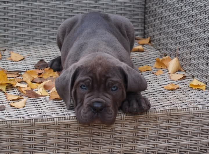 From Russians Traditions - Chiot disponible  - Cane Corso