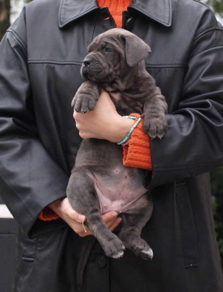 From Russians Traditions - Chiot disponible  - Cane Corso