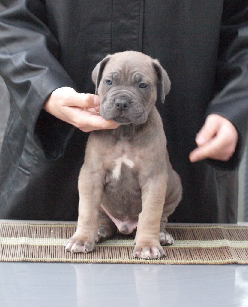 From Russians Traditions - Chiot disponible  - Cane Corso