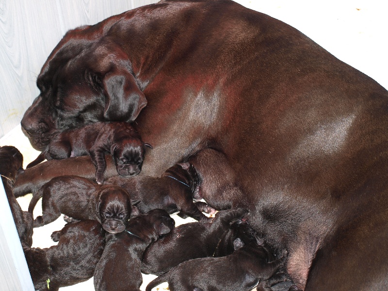 From Russians Traditions - Cane Corso - Portée née le 14/05/2010