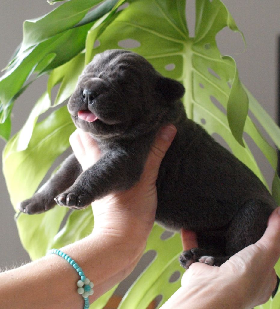 chiot Cane Corso From Russians Traditions