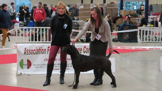 From Russians Traditions - Resultat Expo Paris Dog Show  2015!