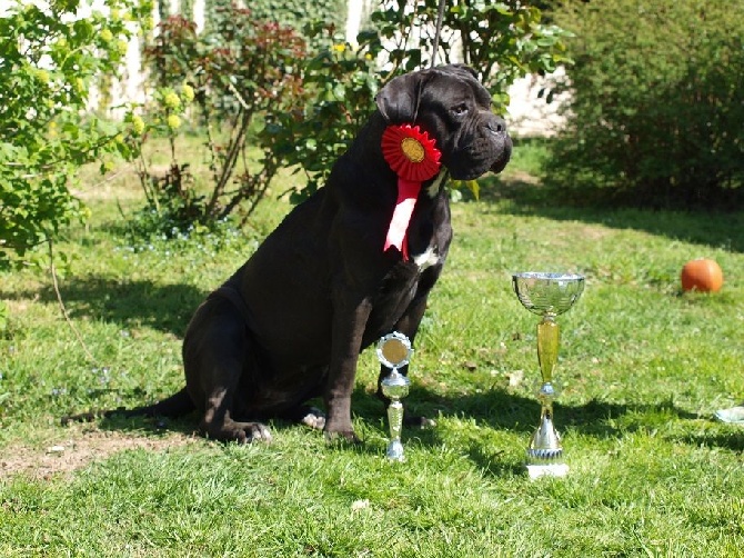 From Russians Traditions - Excellent resultat a RE Cane Corso 18.04.2015 !