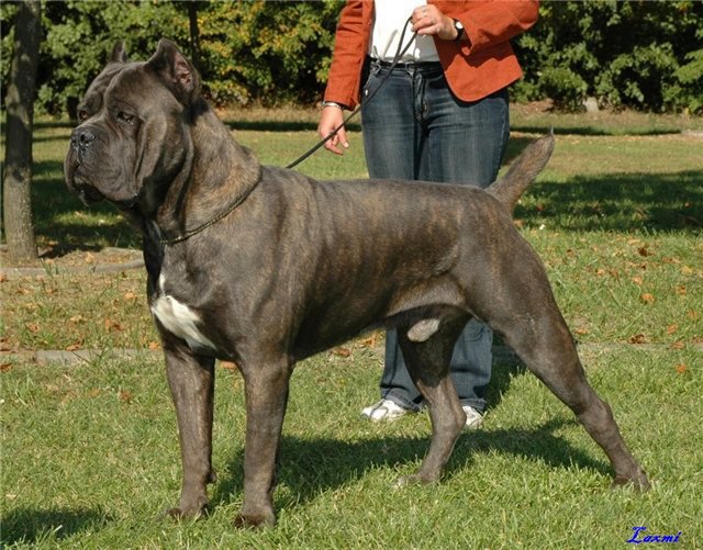 Ch Achille Del Rosso Malpelo