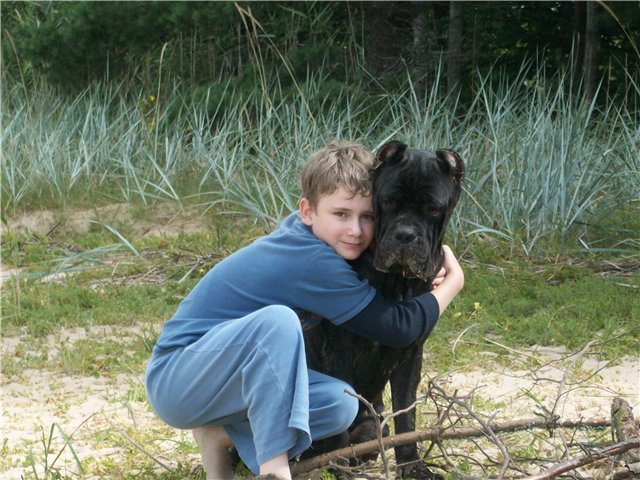 cane corso avec des enfants