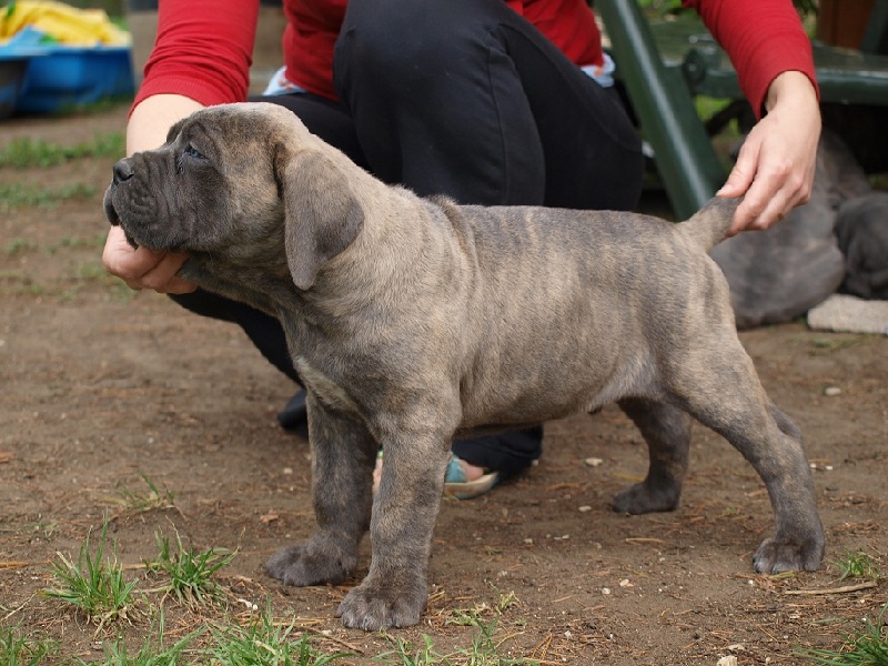Portee G ( Douchka x Ch Achille Del Rosso Malpelo)