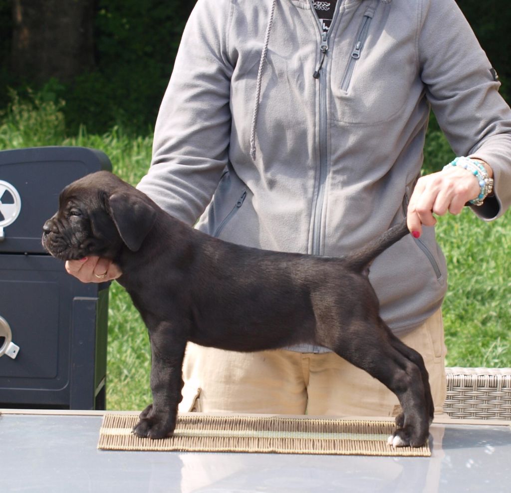From Russians Traditions - Chiots disponibles - Cane Corso