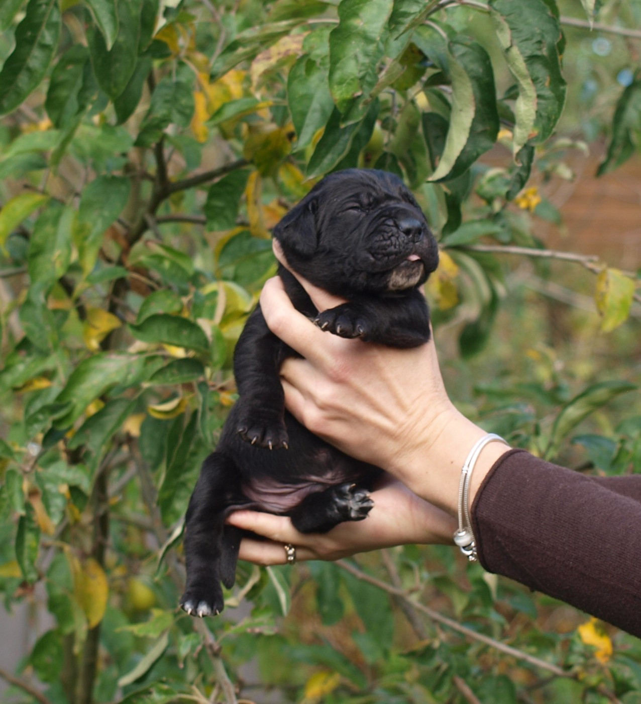 From Russians Traditions - Chiots disponibles - Cane Corso