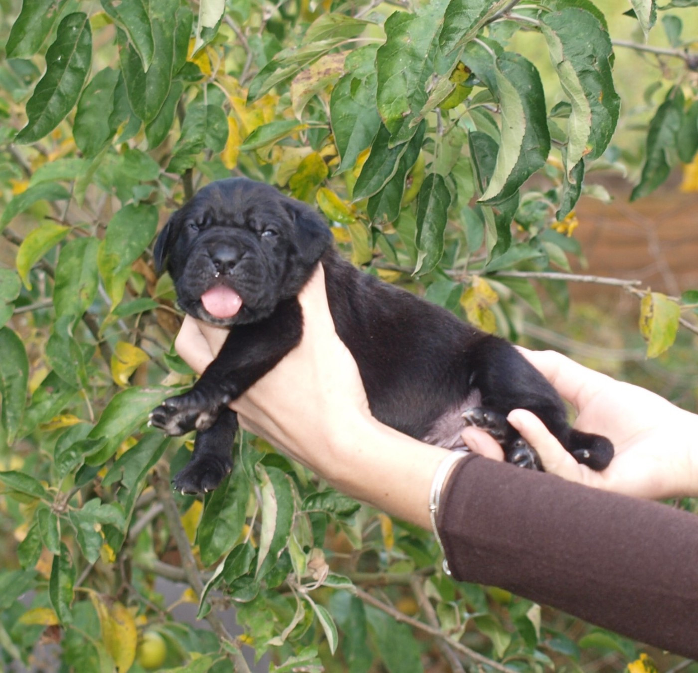 From Russians Traditions - Chiots disponibles - Cane Corso