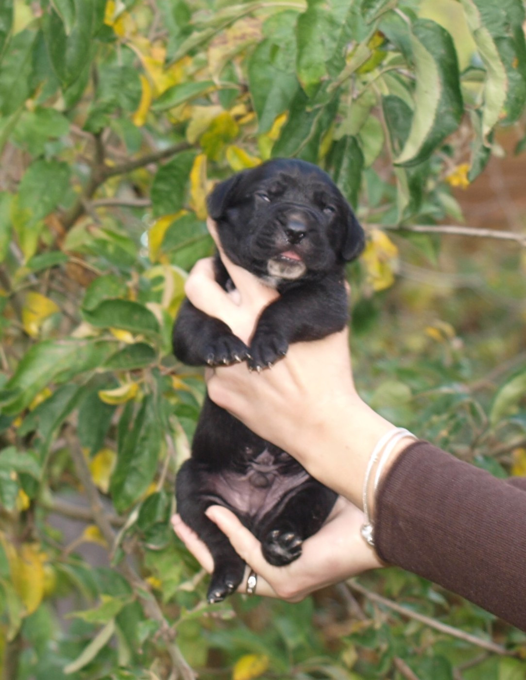 From Russians Traditions - Chiots disponibles - Cane Corso