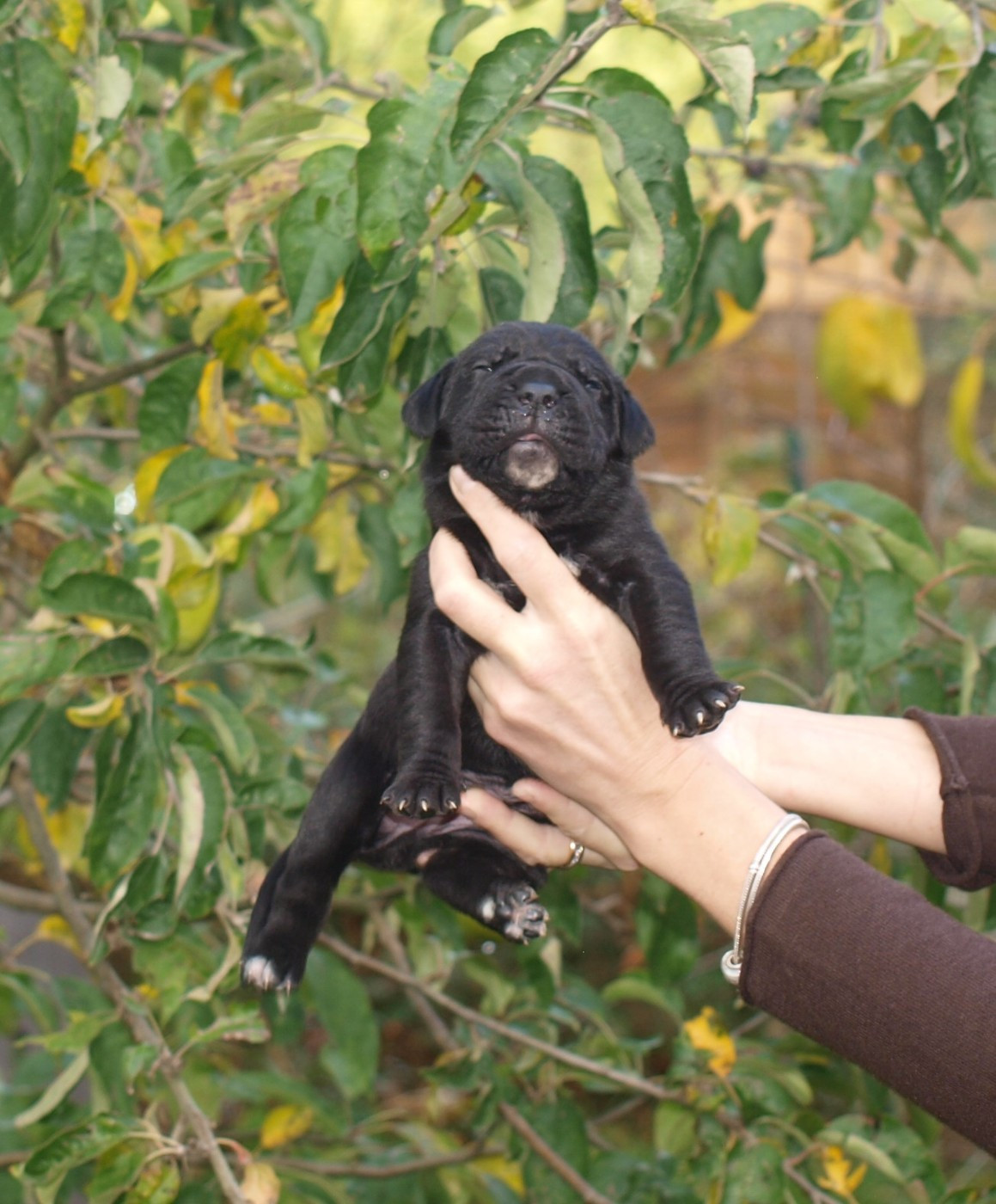 From Russians Traditions - Chiots disponibles - Cane Corso