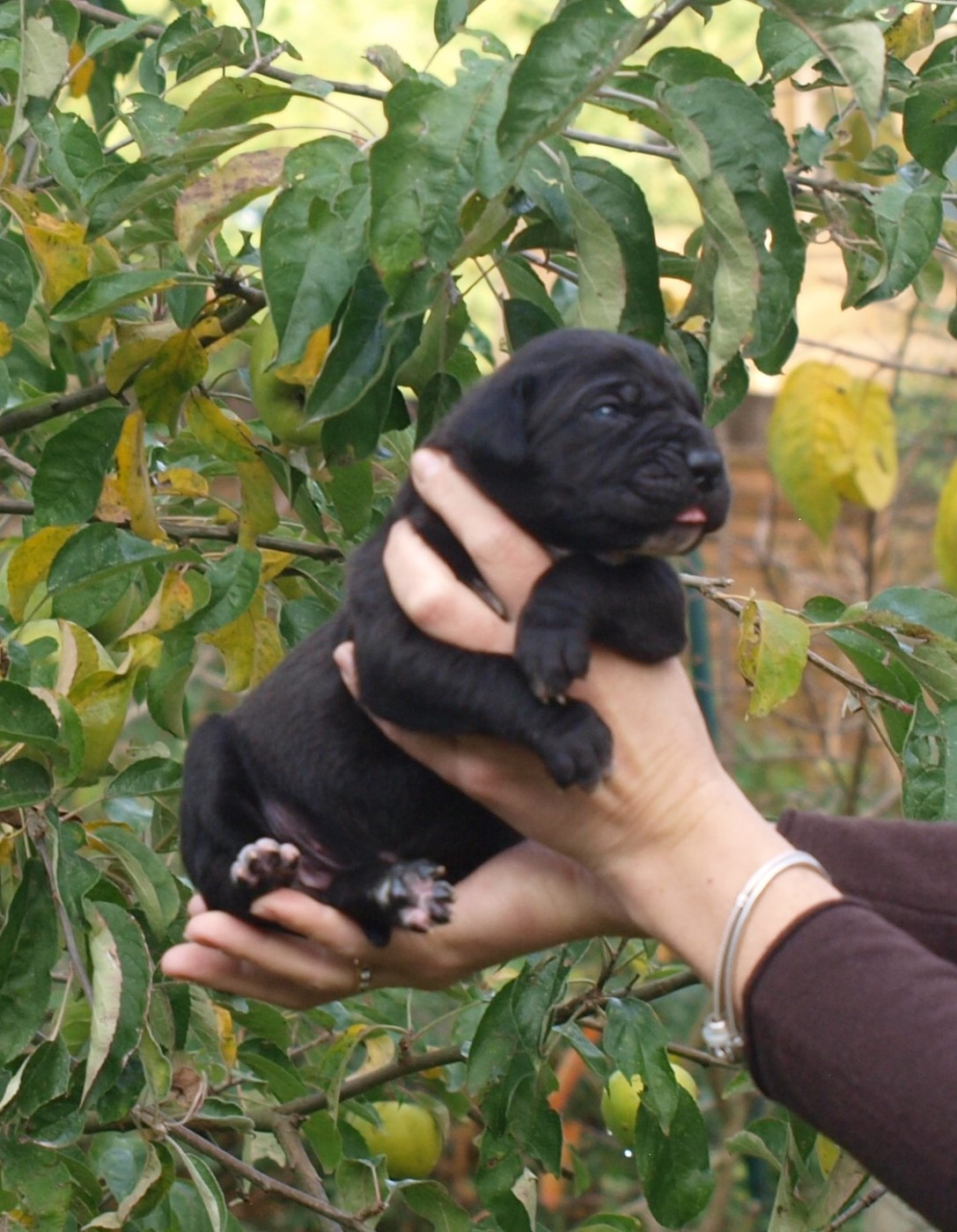 From Russians Traditions - Cane Corso - Portée née le 17/10/2025