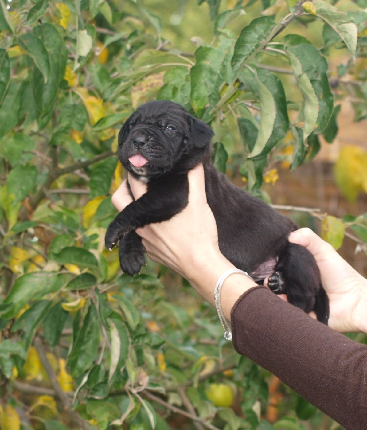 From Russians Traditions - Chiots disponibles - Cane Corso