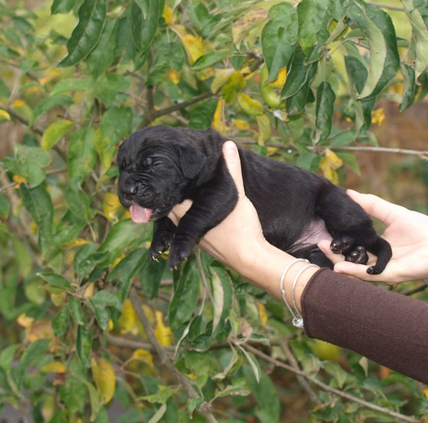 From Russians Traditions - Chiots disponibles - Cane Corso