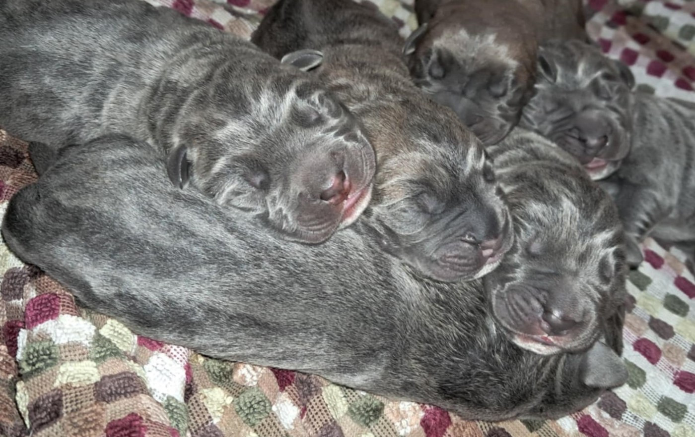 Chiot Cane Corso From Russians Traditions