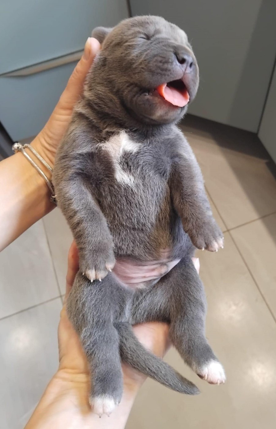 From Russians Traditions - Chiots disponibles - Cane Corso