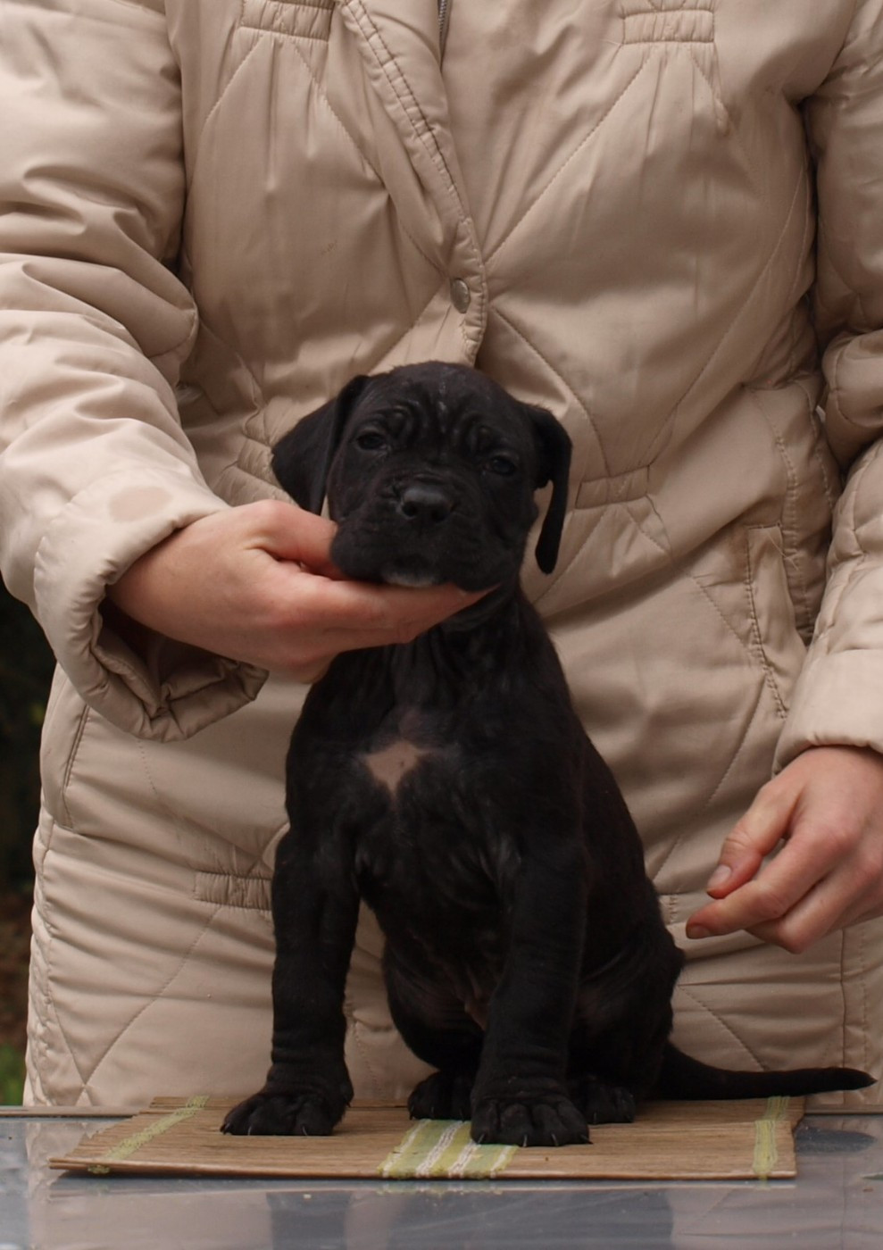 From Russians Traditions - Chiots disponibles - Cane Corso