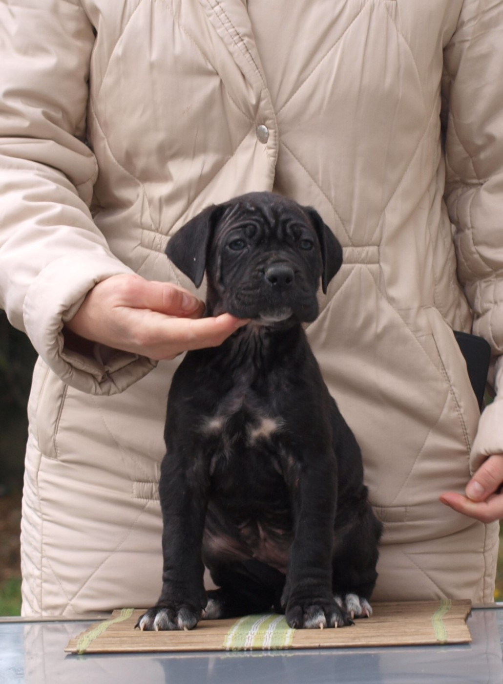 From Russians Traditions - Chiots disponibles - Cane Corso