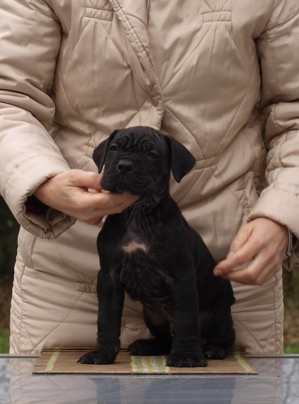 From Russians Traditions - Chiots disponibles - Cane Corso
