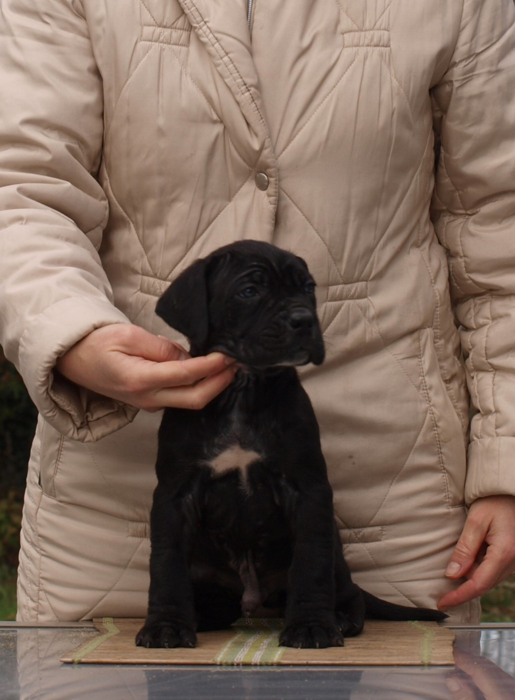 From Russians Traditions - Chiots disponibles - Cane Corso