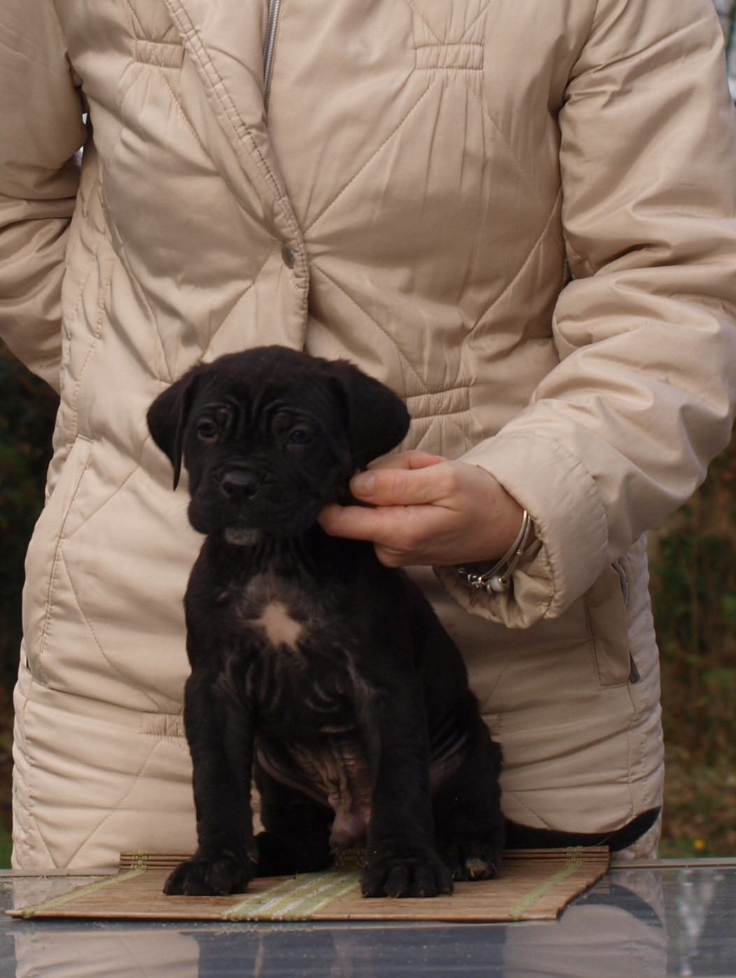 From Russians Traditions - Chiots disponibles - Cane Corso