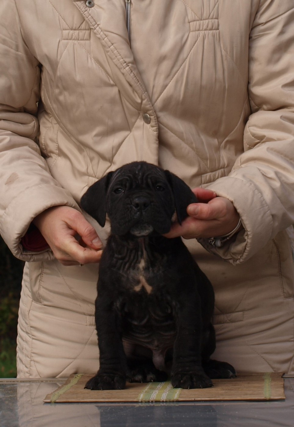 From Russians Traditions - Chiots disponibles - Cane Corso