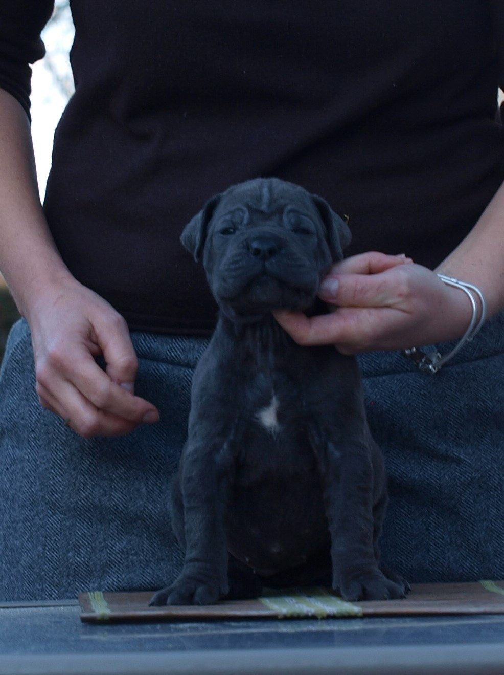 From Russians Traditions - Chiots disponibles - Cane Corso