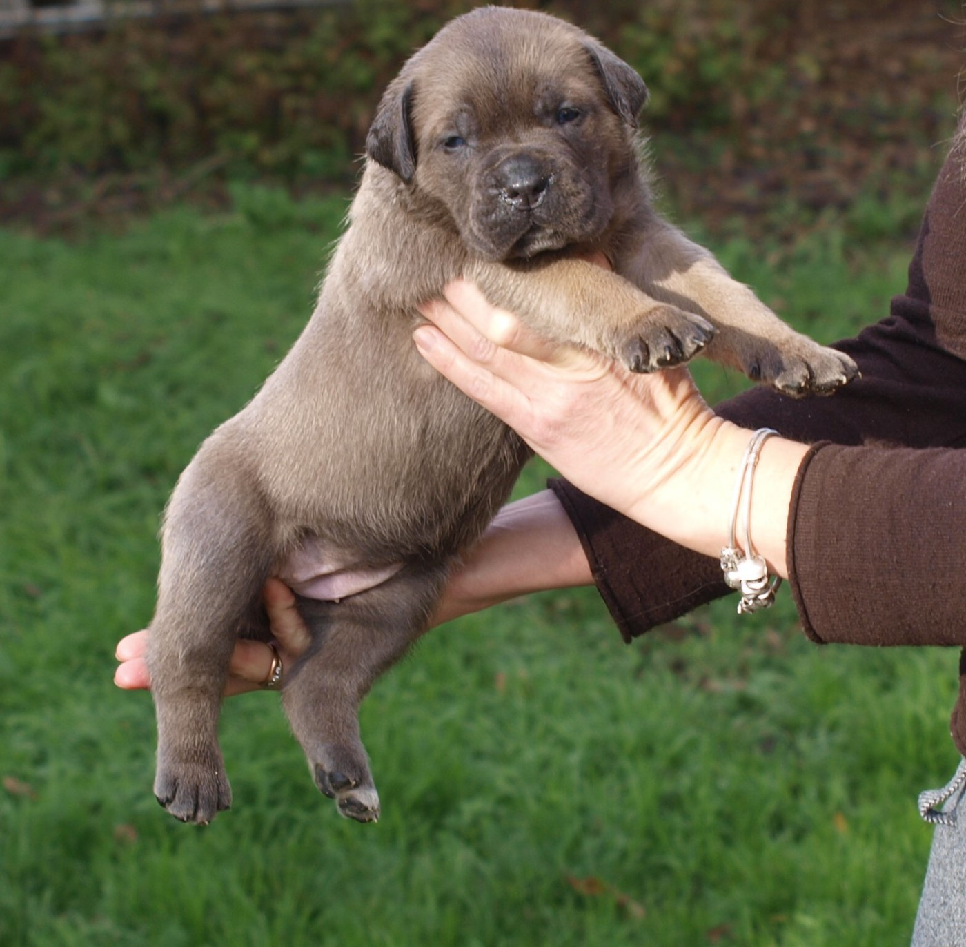 From Russians Traditions - Chiots disponibles - Cane Corso