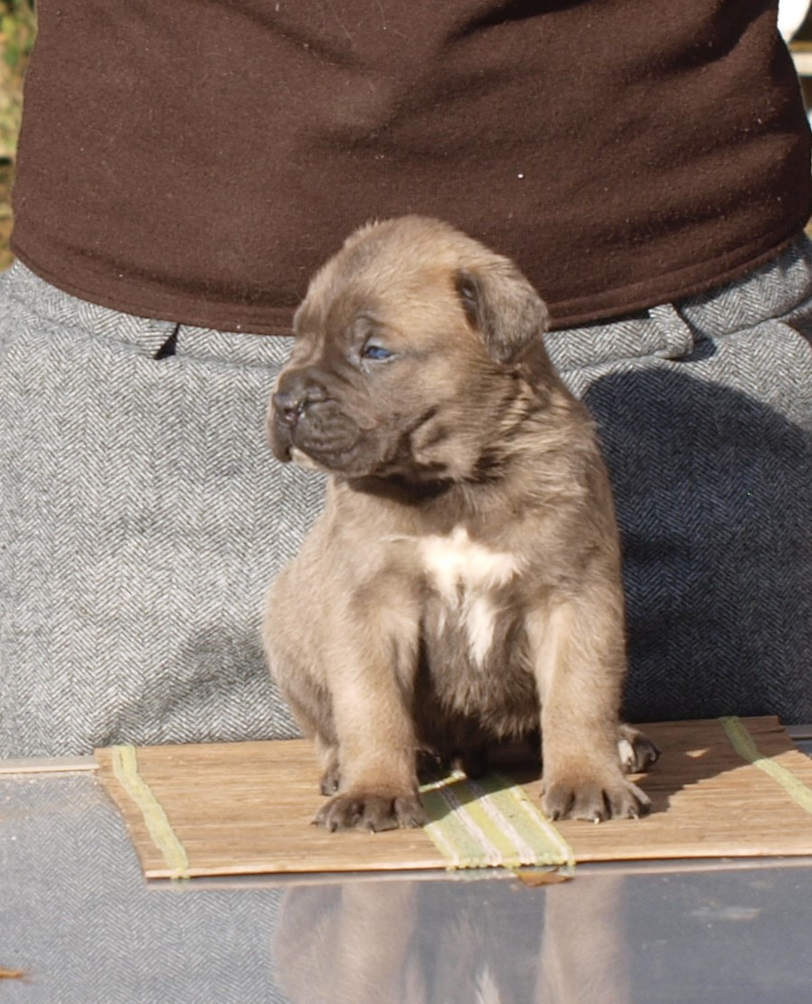 From Russians Traditions - Chiots disponibles - Cane Corso