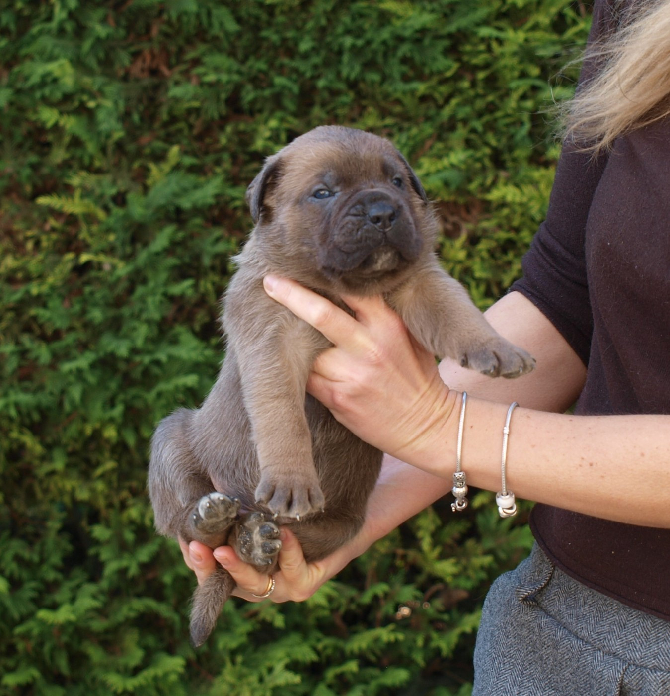 From Russians Traditions - Chiots disponibles - Cane Corso