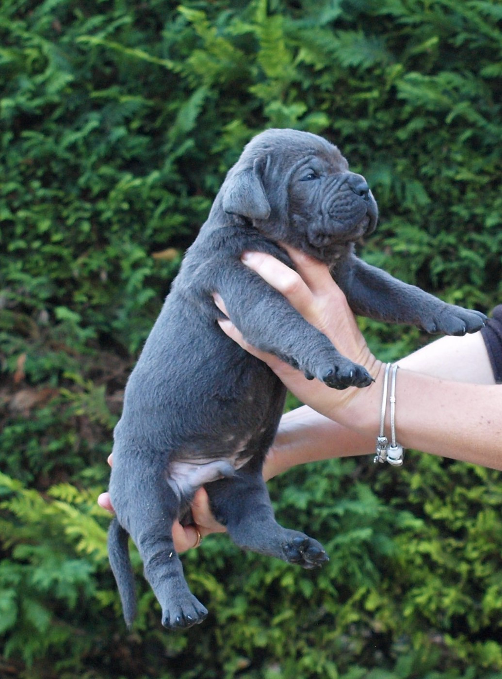From Russians Traditions - Chiots disponibles - Cane Corso