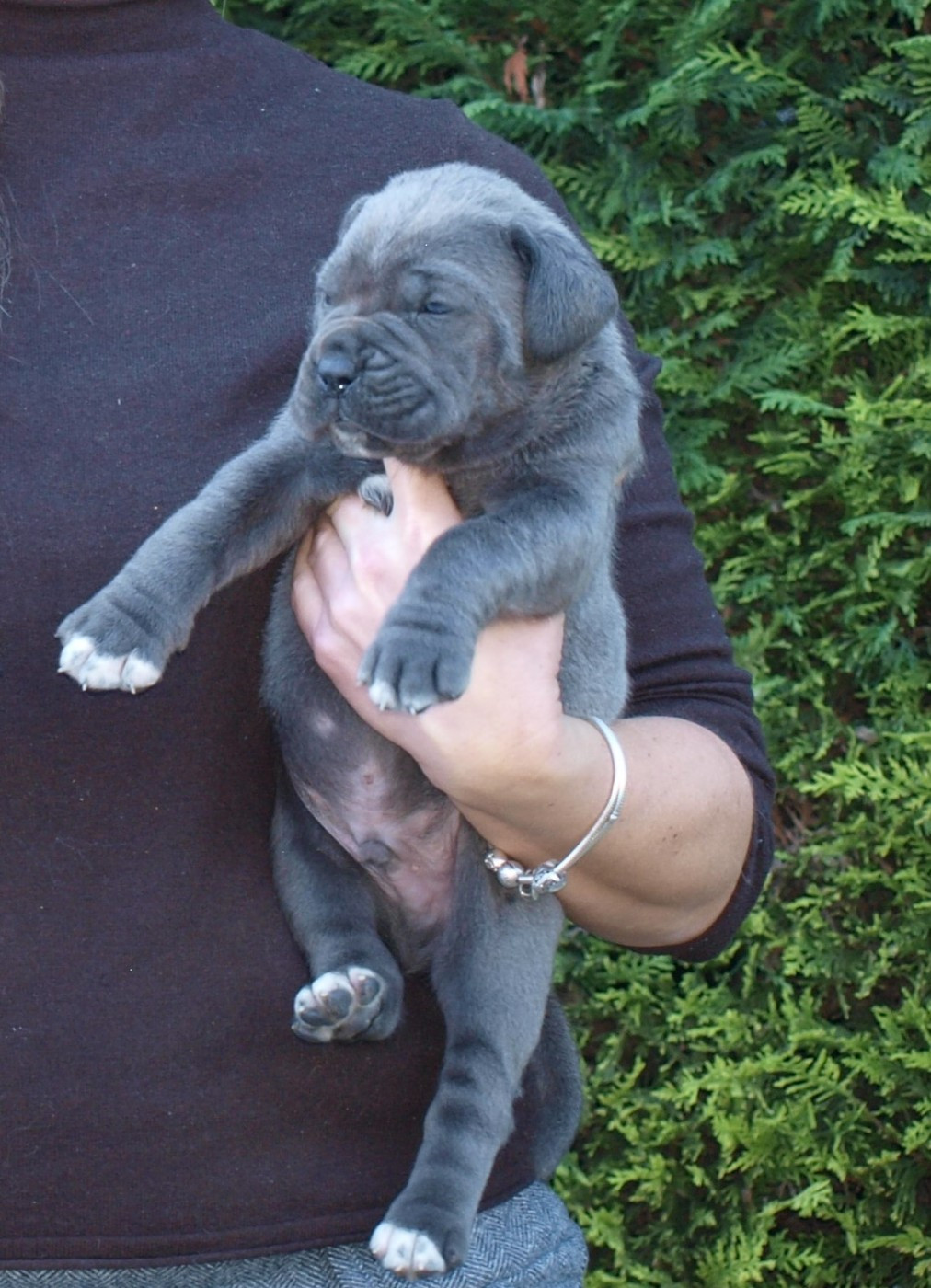 From Russians Traditions - Chiots disponibles - Cane Corso