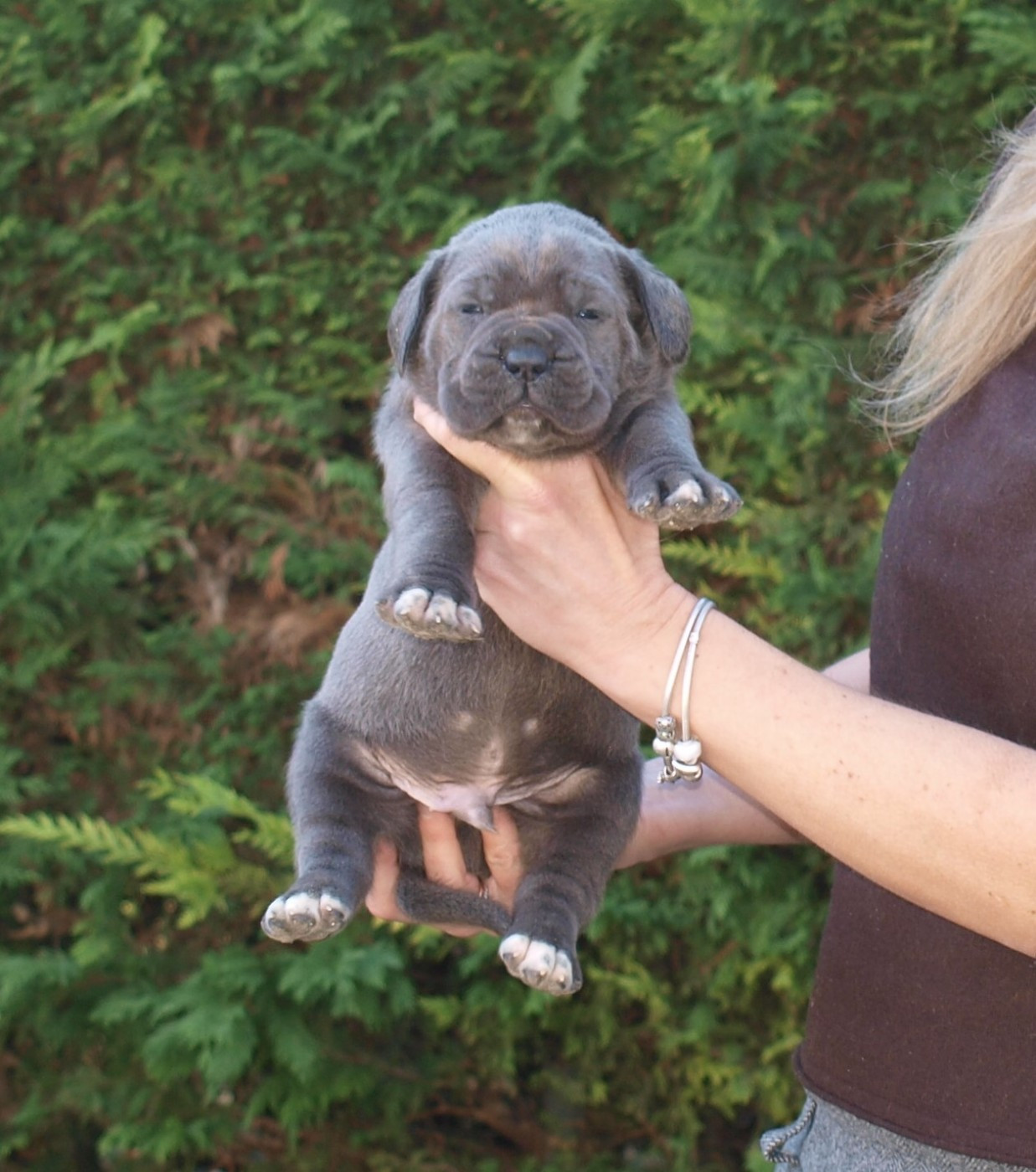 From Russians Traditions - Chiots disponibles - Cane Corso