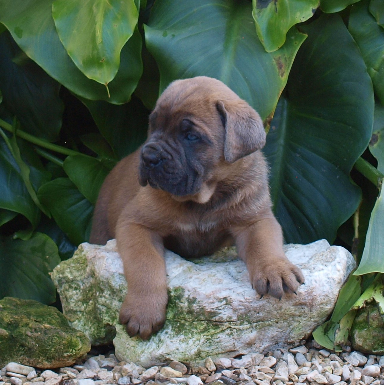 From Russians Traditions - Chiots disponibles - Cane Corso