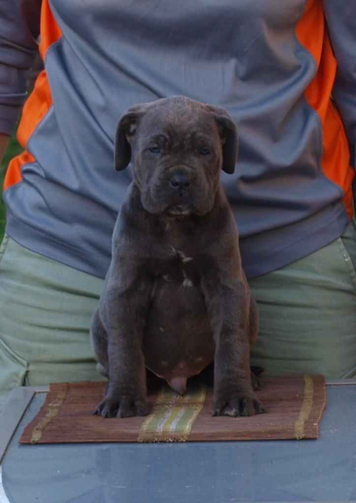 From Russians Traditions - Chiots disponibles - Cane Corso