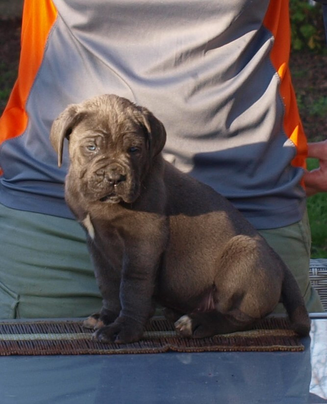 From Russians Traditions - Chiots disponibles - Cane Corso