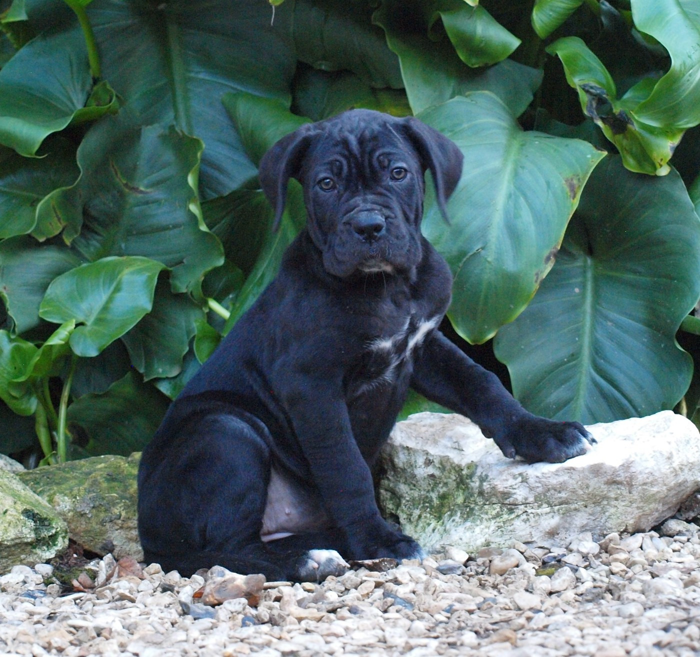 From Russians Traditions - Chiots disponibles - Cane Corso