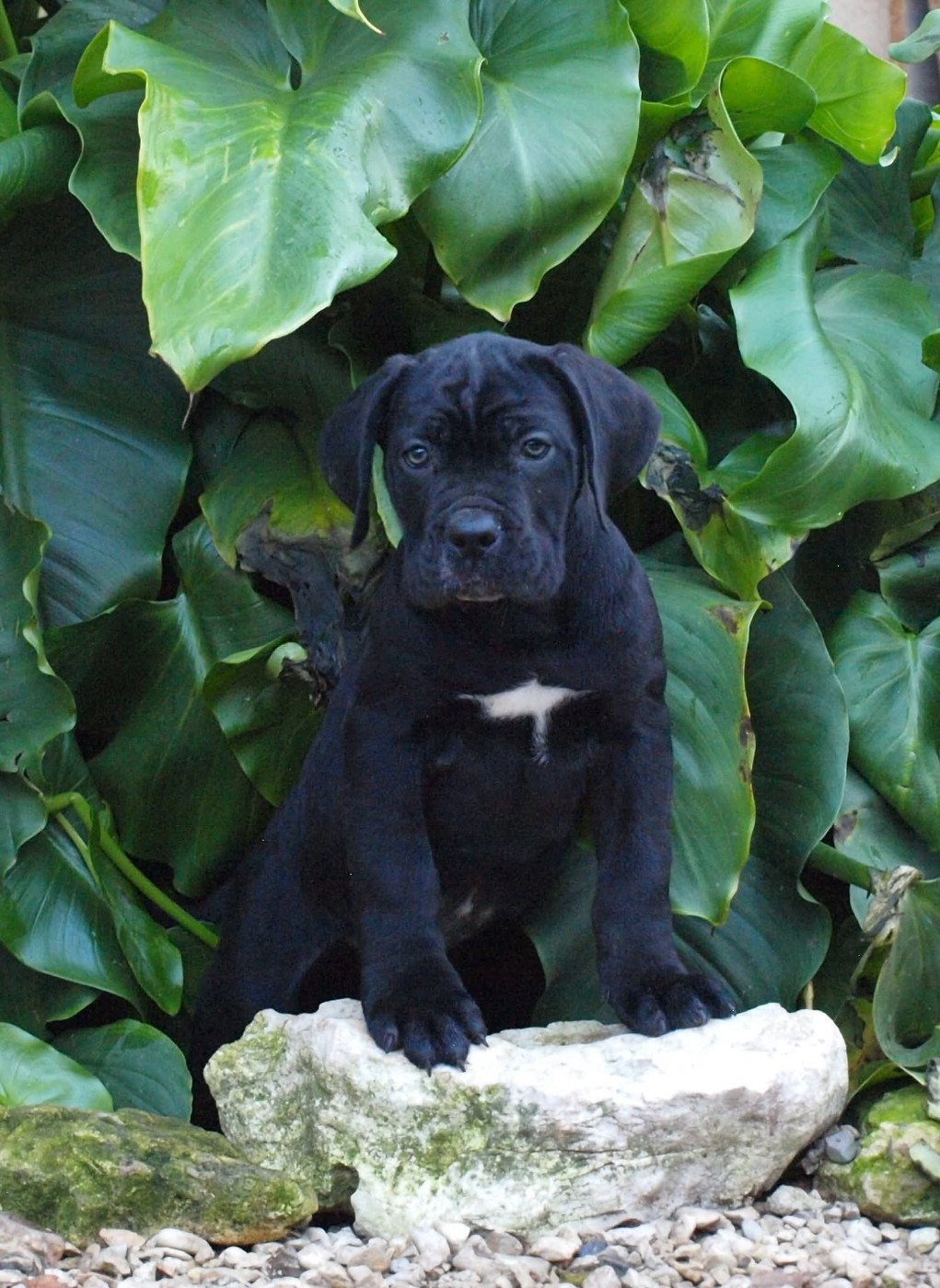 From Russians Traditions - Chiots disponibles - Cane Corso