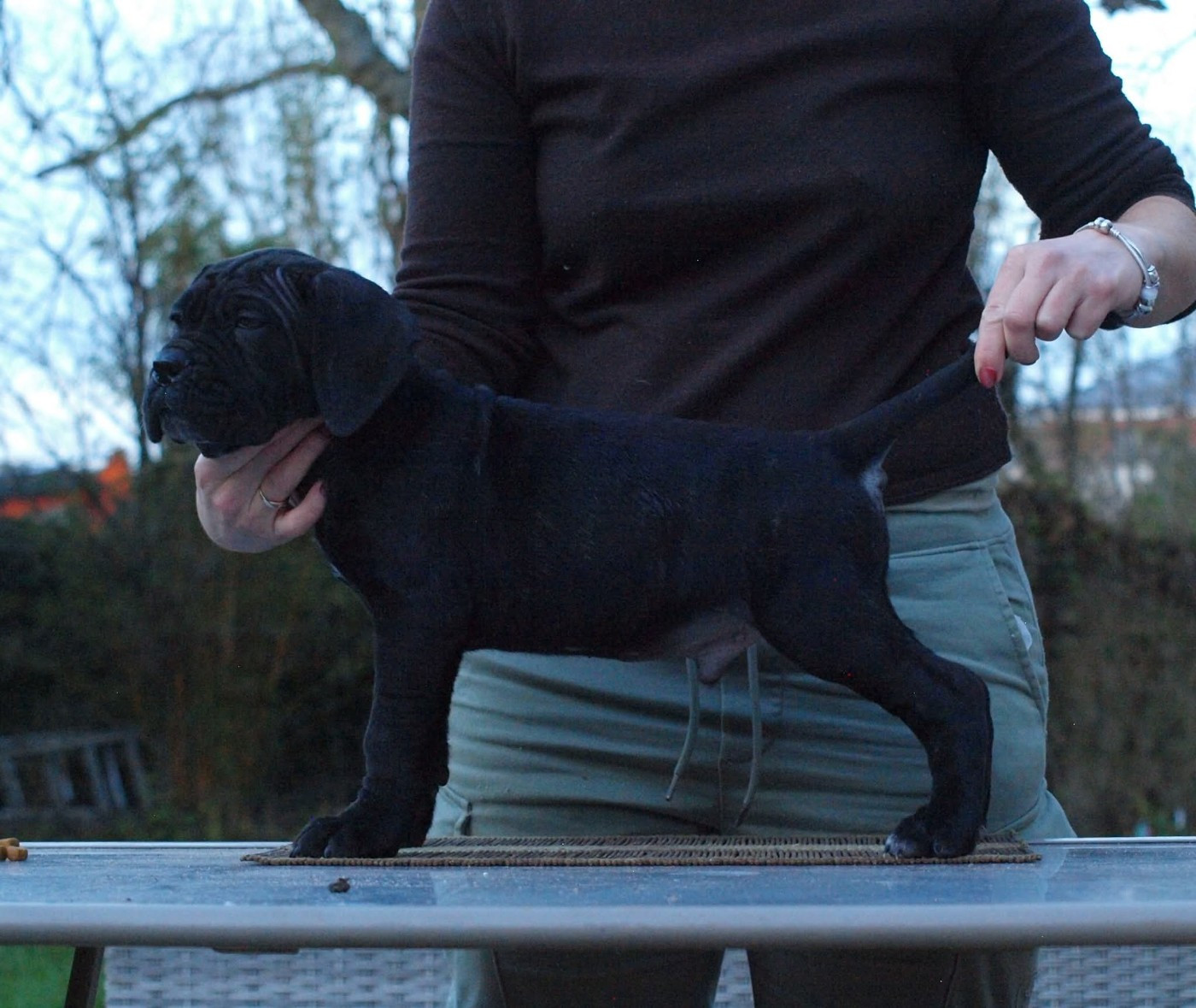 From Russians Traditions - Chiots disponibles - Cane Corso