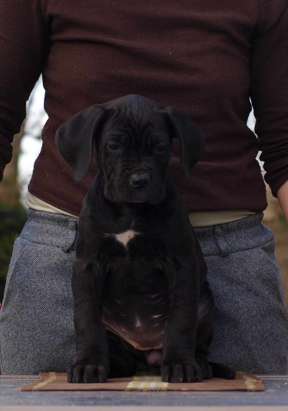 From Russians Traditions - Chiots disponibles - Cane Corso