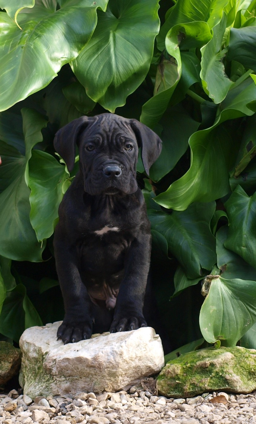 From Russians Traditions - Chiots disponibles - Cane Corso